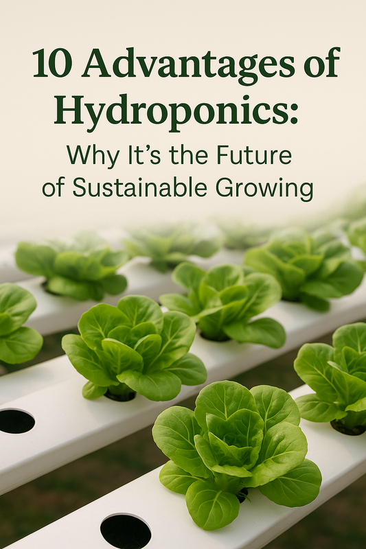 10 Advantages of Hydroponics: Why It’s the Future of Sustainable Growing