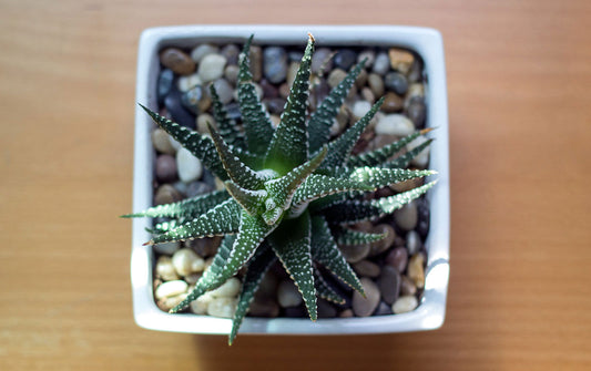 Fighting pests naturally with Neem oil