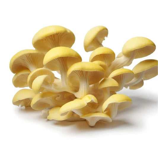 Golden Oyster Mushroom Liquid Culture
